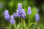 Lensbaby Sweet 50 Optic