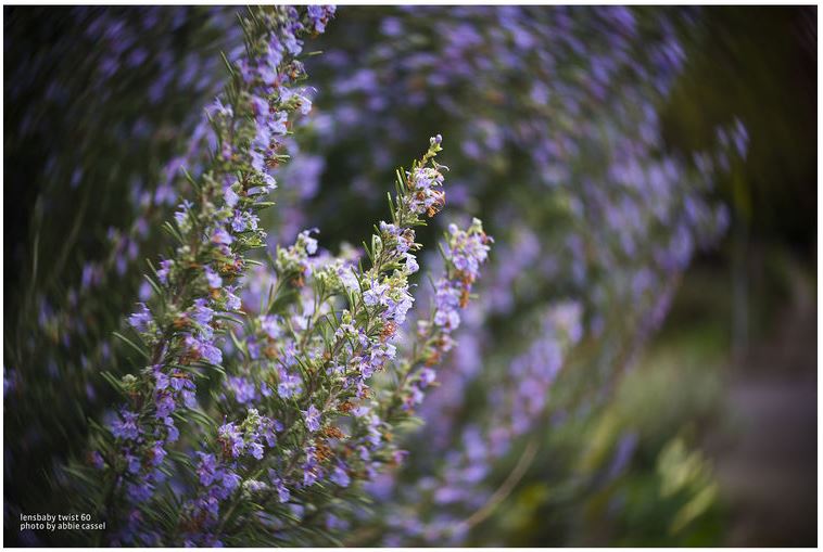 Lensbaby Twist 60 Canon
