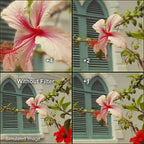 Hoya 77mm Close-Up Set (+1,+2,+4) II HMC