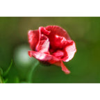Lensbaby Velvet 85 schwarz Canon