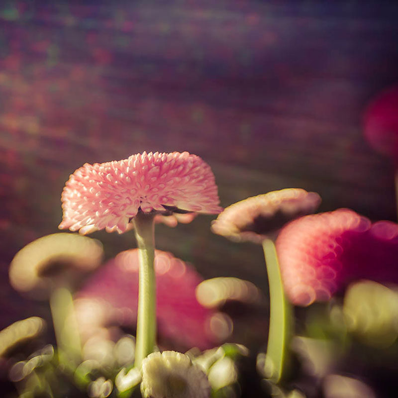 Lensbaby Composer Pro II von Canon RF mit Sweet 50