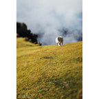 Lensbaby Composer Pro II Nikon Z mit Edge 50