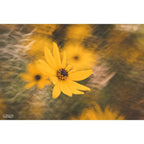 Lensbaby Composer Pro II w/ Double Glass II für Sony E