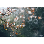 TTArtisan 250mm f/5,6 Vollformat-Reflexobjektiv M42