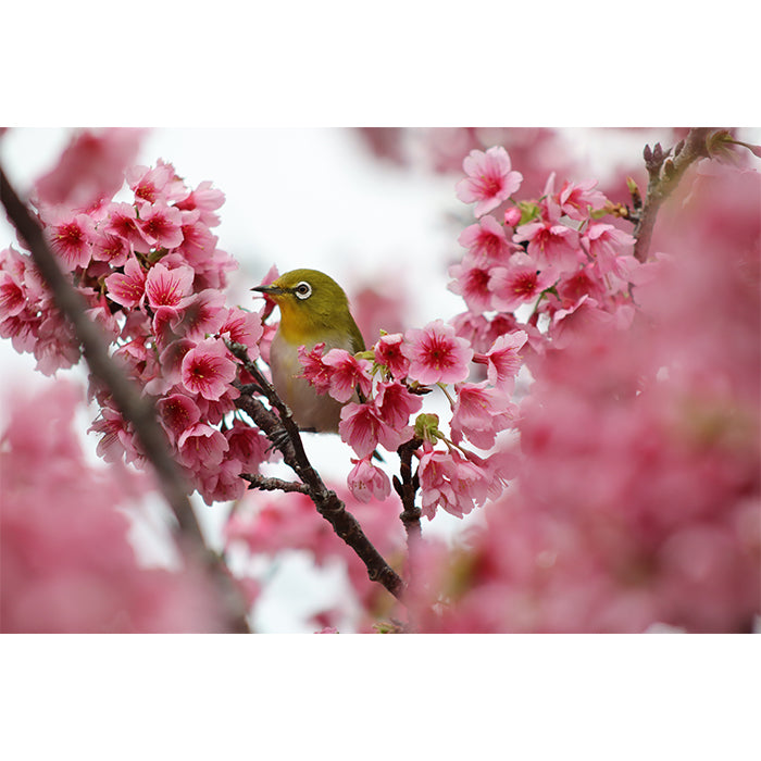 Canon RF 75-300mm f/4-5.6