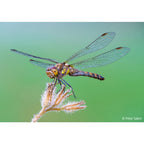Sony FE 100mm f/2.8 Macro GM OSS