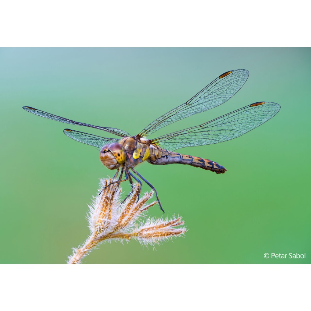 Sony FE 100mm f/2.8 Macro GM OSS