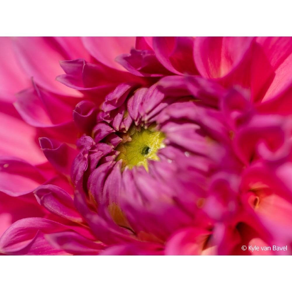Sony FE 100mm f/2.8 Macro GM OSS
