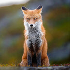 Sony FE 400mm f/4.5 GM OSS + 2.0 Teleconverter