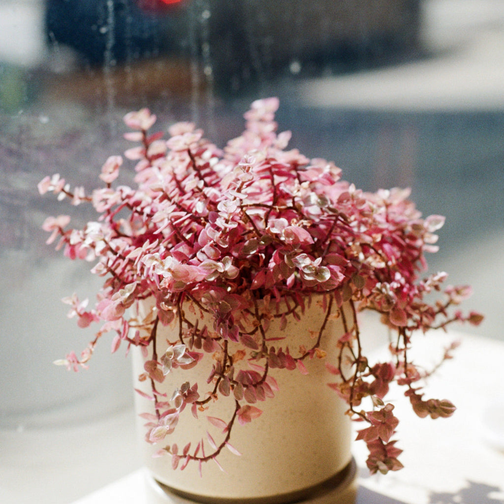 Kodak Kodacolor 100 - 135-36